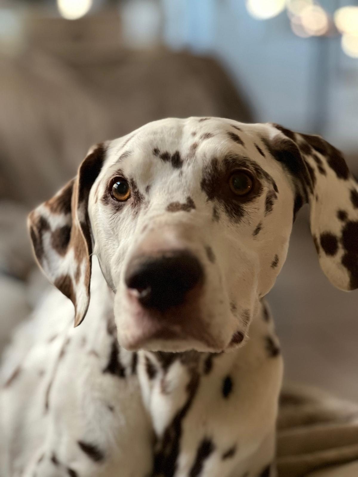 A close-up portrait of Richie, a brown-spotted Dalmatian