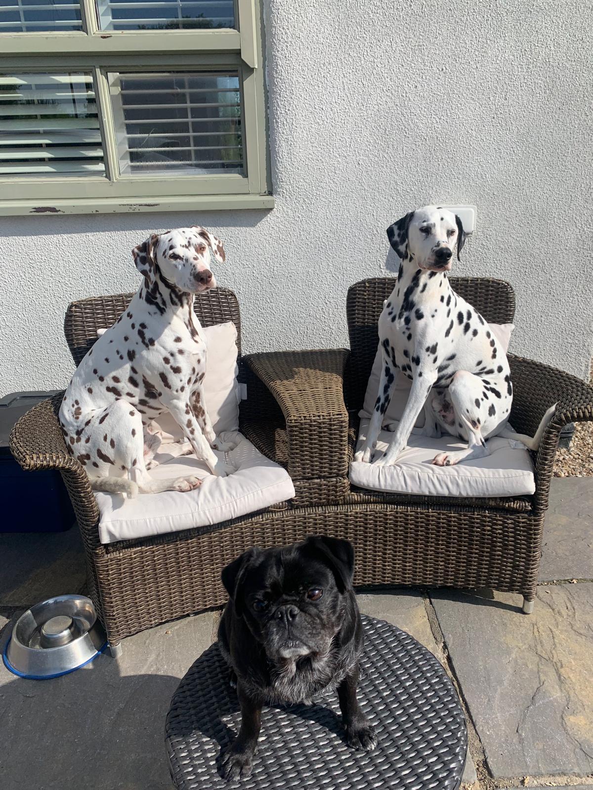 The family's rescue dogs relaxing together at home