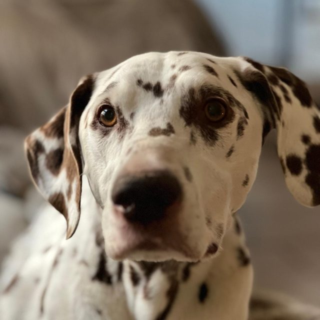 Richie, a brown-spotted Dalmatian